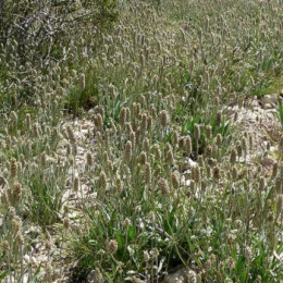 Le psyllium, allié du transit