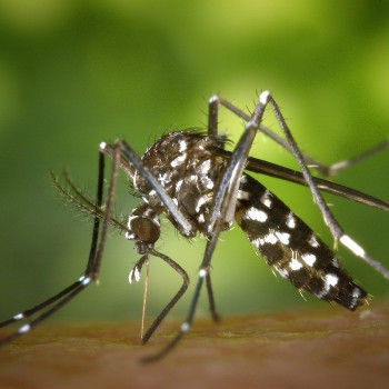Se protéger contre les moustiques