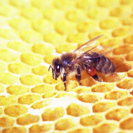 La propolis, une efficace invention de la nature