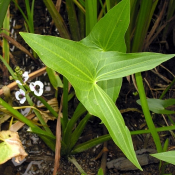 La théorie des signatures
