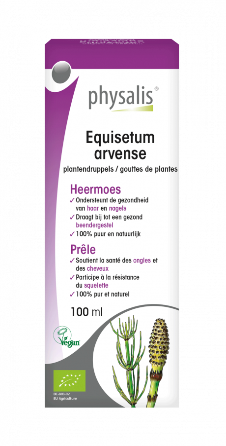 Equisetum arvense