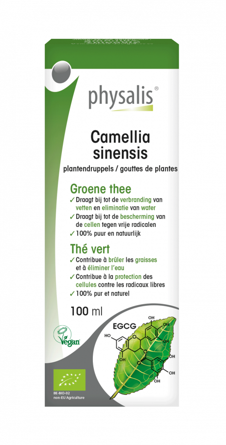 Camellia sinensis