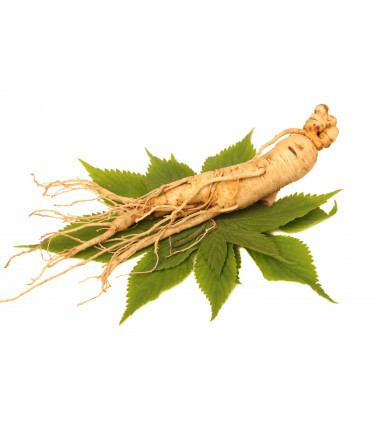 ginseng-siberien-bio.jpeg