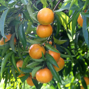 Clémentines IGP Bio