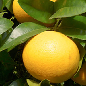 Pomelos IGP Bio