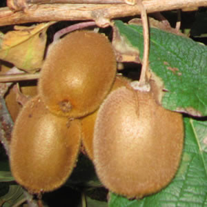 Kiwis Haward