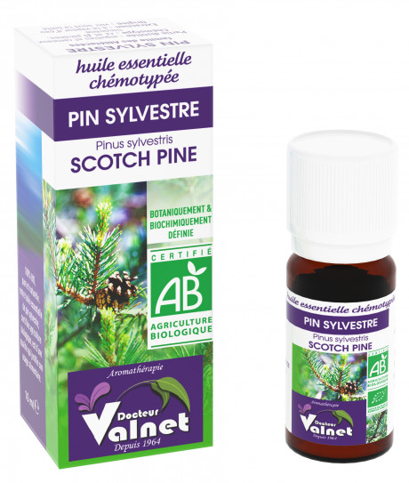 Pin Sylvestre 