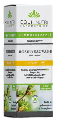 Rosier Sauvage