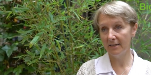 Vivre sans gluten : Conseils pour un bon pain sans gluten